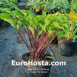 hosta fire dance