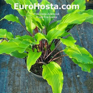 hosta fire dance