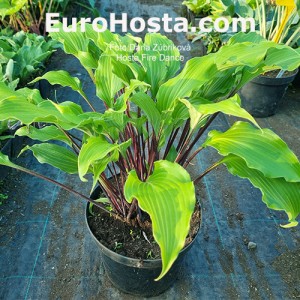 hosta fire dance