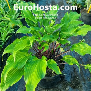 hosta fire dance