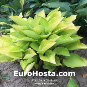 Hosta Fire Island - Eurohosta