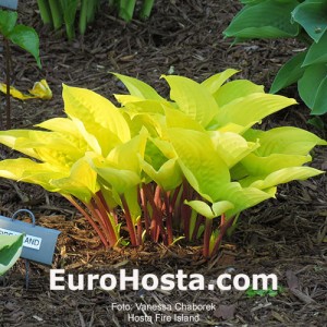 Hosta Fire Island - Eurohosta