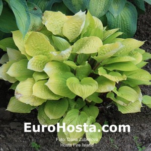 Hosta Fire Island - Eurohosta