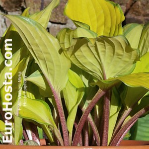 Hosta Fire Island - Eurohosta