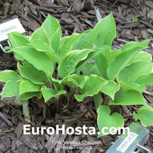 Hosta Fireplace - Eurohosta