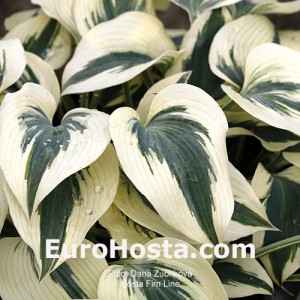 Hosta Firn Line  - Eurohosta