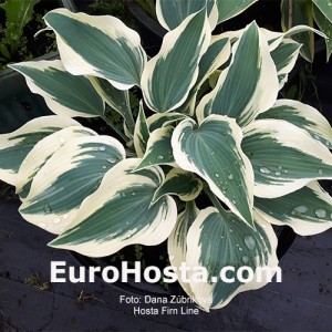 Hosta Firn Line  - Eurohosta