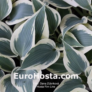 Hosta Firn Line  - Eurohosta