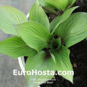 Hosta First Blush