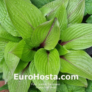 Hosta First Blush