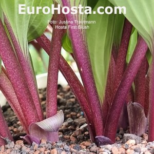 Hosta First Blush