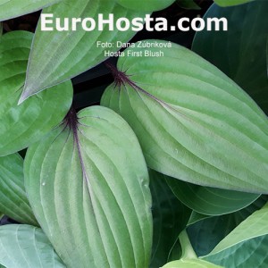 Hosta First Blush