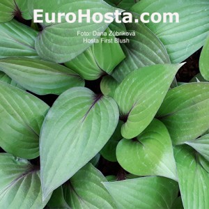 Hosta First Blush