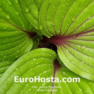 Hosta First Blush