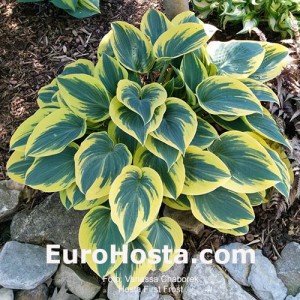 Hosta First Frost