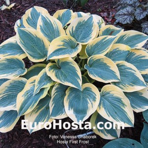 Hosta First Frost