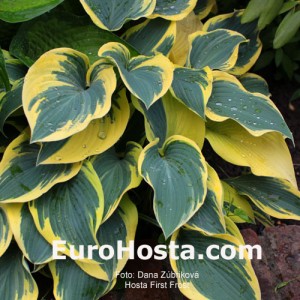 Hosta First Frost - Eurohosta