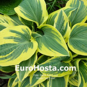 Hosta First Frost - Eurohosta