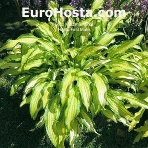 Hosta First Mate