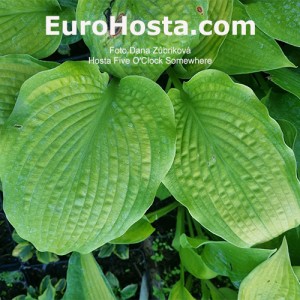 Hosta Five O'Clock Somewhere