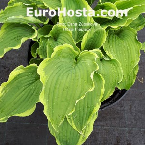 Hosta Flapjack