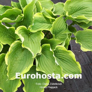 Hosta Flapjack