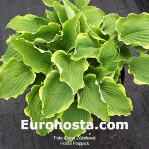 Hosta Flapjack