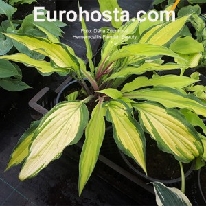 Hosta Flemish Beauty