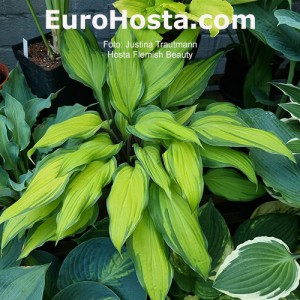 Hosta Flemish Beauty