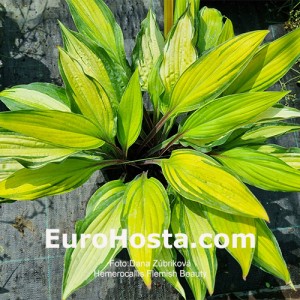 Hosta Flemish Beauty