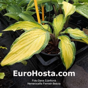 Hosta Flemish Beauty