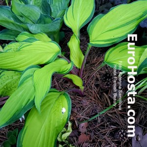 Hosta Flemish Beauty