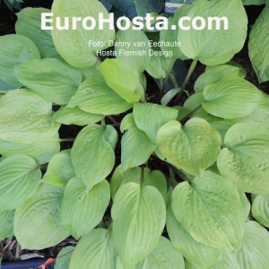 Hosta Flemish Design