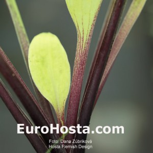 hosta Flemish Design