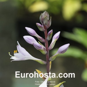 hosta Flemish Design