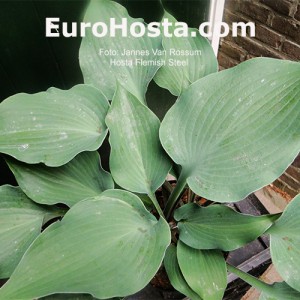 Hosta Flemish Steel