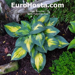 Hosta Forbidden Fruit - Eurohosta