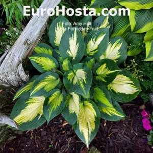 Hosta Forbidden Fruit - Eurohosta