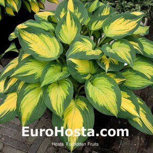 Hosta Forbidden Fruit - Eurohosta