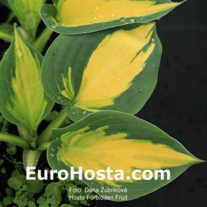 Hosta Forbidden Fruit - Eurohosta