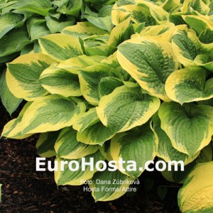 Hosta Formal Attire - Eurohosta