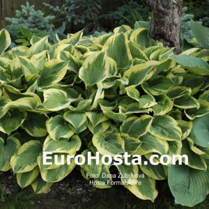 Hosta Formal Attire - Eurohosta
