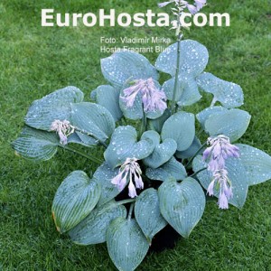 Hosta Fragrant Blue - Eurohosta