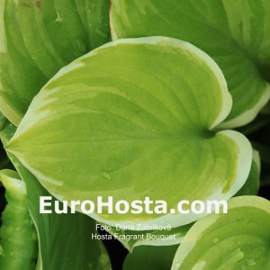 Hosta Fragrant Bouquet - Eurohosta