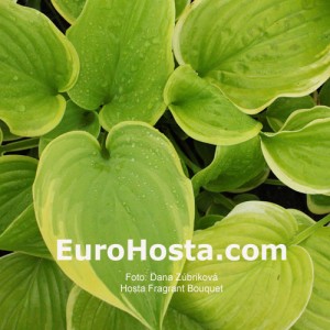 Hosta Fragrant Bouquet - Eurohosta