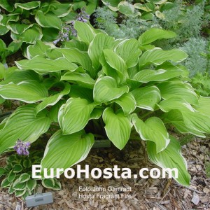 Hosta Fragrant Fire