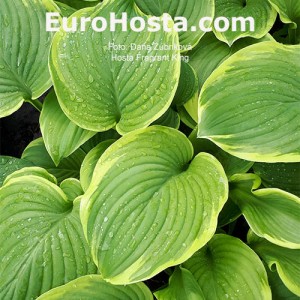 Hosta Fragrant King