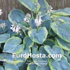 Hosta Frances Williams - Eurohosta