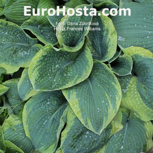 Hosta Frances Williams - Eurohosta