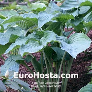 Hosta Frank Lloyd Wright